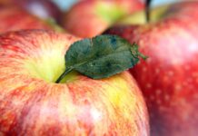 Nasledovania hodný krok: jabĺčko zdarma každému dieťaťu na Medzinárodný deň detí deň detí Lidl