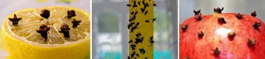 ako sa zbaviť dotieravých múch