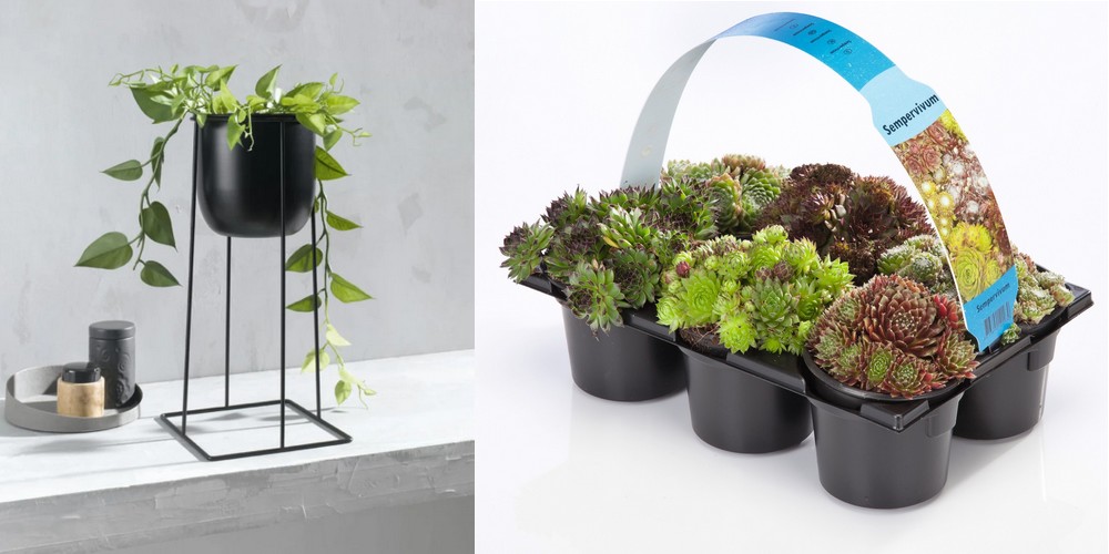 vytvorte si botanickú záhradu